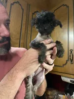 Deuce , a male Chinese Crested for sale in Brookwood, AL – 6 of 7