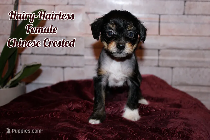 Penelope – Chinese Crested puppy for sale in Brookwood, AL