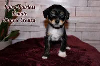 Penelope, a female Chinese Crested for sale in Brookwood, AL – 1 of 1