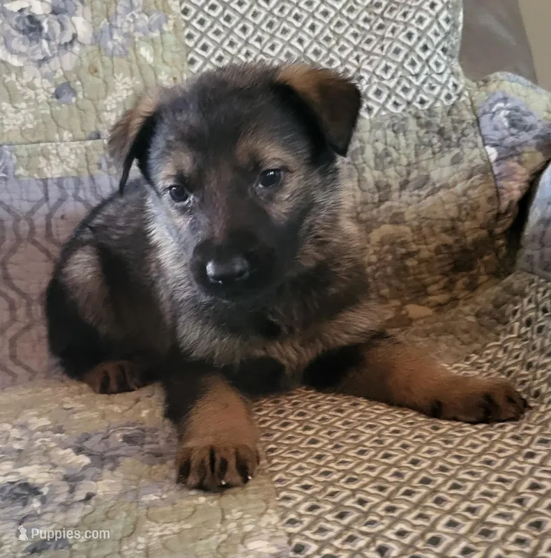 SableM, a male German Shepherd Dog for sale in Fredericksburg, VA – Photo 1 of 1