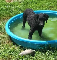Female, a female Curly-Coated Retriever for sale in Fredericksburg, VA – 2 of 4