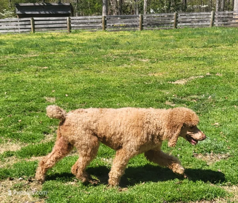 Milo – Poodle - Standard  puppy for sale in Fredericksburg, VA