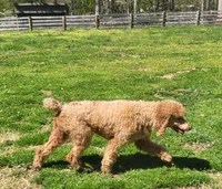 Milo, a male Poodle - Standard  for sale in Fredericksburg, VA – 1 of 1