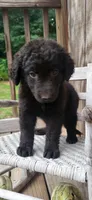 Female, a female German Shepherd Dog and Curly-Coated Retriever for sale in Fredericksburg, VA – 6 of 8