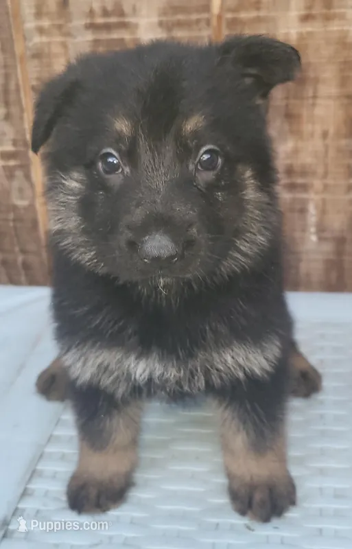 Blk/tanF, a female German Shepherd Dog for sale in Fredericksburg, VA – 1 of 1