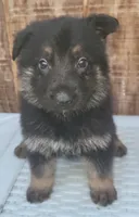 Blk/tanF, a female German Shepherd Dog for sale in Fredericksburg, VA – 1 of 1