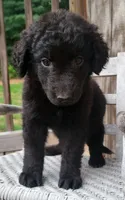 Female, a female German Shepherd Dog and Curly-Coated Retriever for sale in Fredericksburg, VA – 5 of 8