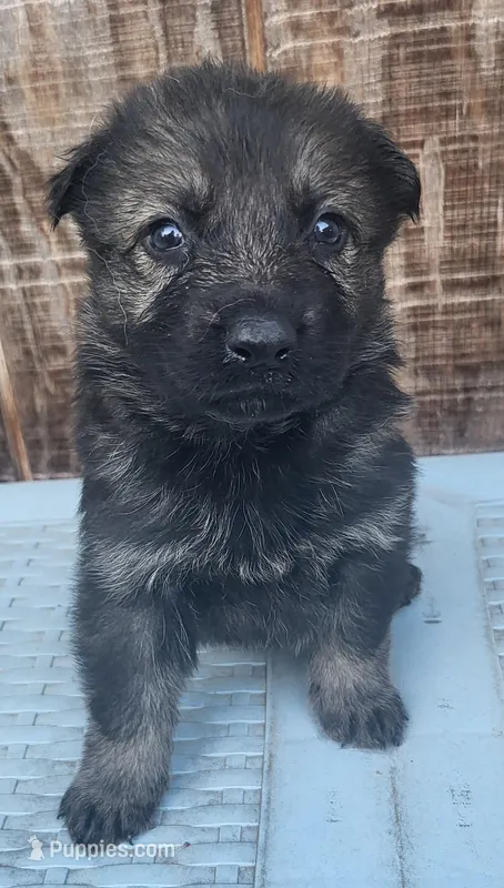 SableM, a male German Shepherd Dog for sale in Fredericksburg, VA – Photo 1 of 1