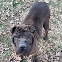 Melody, a female Chinese Shar-Pei for sale in Fredericksburg, VA – Photo 2 of 2