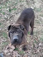 Melody, a female Chinese Shar-Pei for sale in Fredericksburg, VA – Photo 2 of 2
