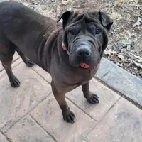 Melody, a female Chinese Shar-Pei for sale in Fredericksburg, VA – Photo 1 of 2