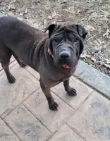 Melody, a female Chinese Shar-Pei for sale in Fredericksburg, VA – Photo 1 of 2