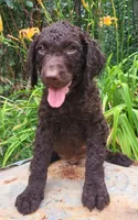 WhiteCollar, a male Curly-Coated Retriever for sale in Fredericksburg, VA – 1 of 2