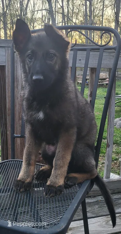 SableF – German Shepherd Dog puppy for sale in Fredericksburg, VA