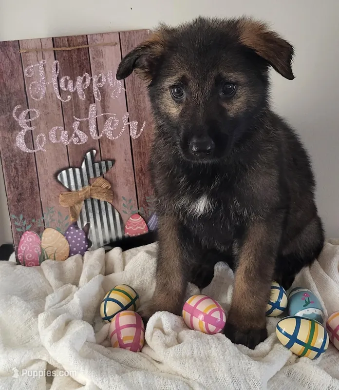 SableF – German Shepherd Dog puppy for sale in Fredericksburg, VA