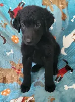 Male, a male German Shepherd Dog and Curly-Coated Retriever for sale in Fredericksburg, VA – 4 of 4