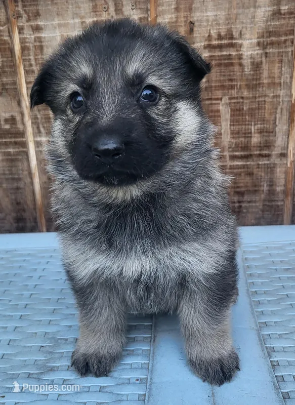 SableF, a female German Shepherd Dog for sale in Fredericksburg, VA – Photo 1 of 1