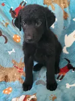 Male, a male German Shepherd Dog and Curly-Coated Retriever for sale in Fredericksburg, VA – 3 of 4