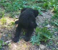 Male, a male Curly-Coated Retriever for sale in Fredericksburg, VA – 2 of 3