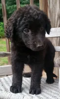 Female, a female German Shepherd Dog and Curly-Coated Retriever for sale in Fredericksburg, VA – 2 of 8