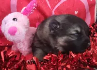 SableF, a female German Shepherd Dog for sale in Fredericksburg, VA – Photo 2 of 5