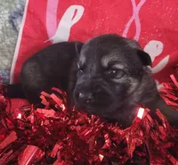 SableF, a female German Shepherd Dog for sale in Fredericksburg, VA – Photo 1 of 5