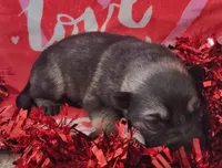 SableF, a female German Shepherd Dog for sale in Fredericksburg, VA – Photo 3 of 5