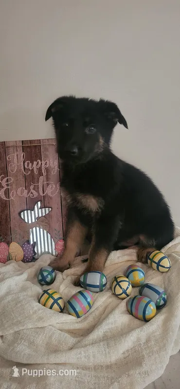 Male – German Shepherd Dog puppy for sale in Fredericksburg, VA