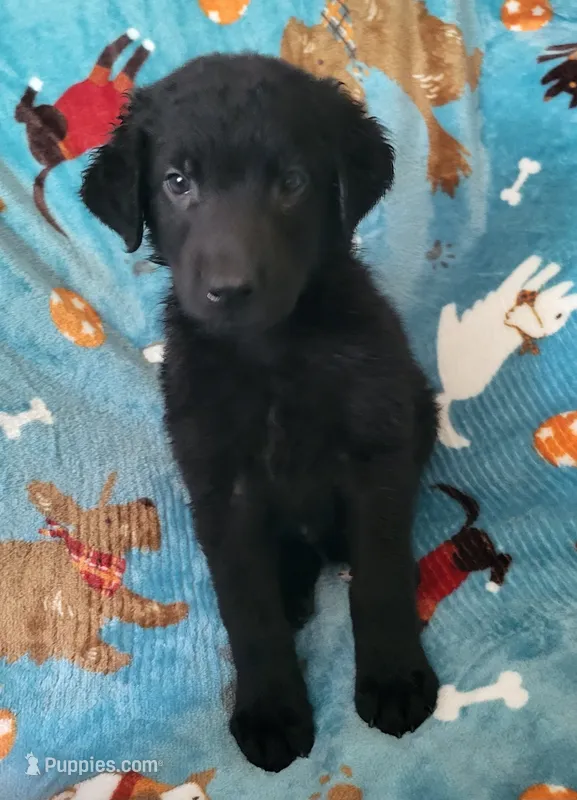 Male – German Shepherd Dog, Curly-Coated Retriever puppy for sale in Fredericksburg, VA