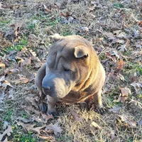 RB, a female Chinese Shar-Pei for sale in Fredericksburg, VA – Photo 2 of 3