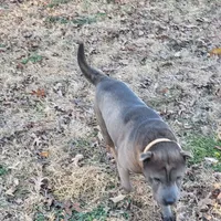 RB, a female Chinese Shar-Pei for sale in Fredericksburg, VA – Photo 3 of 3