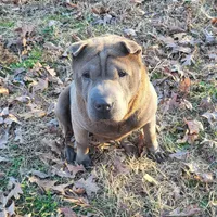 RB, a female Chinese Shar-Pei for sale in Fredericksburg, VA – Photo 1 of 3