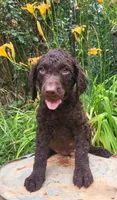WhiteCollar, a male Curly-Coated Retriever for sale in Fredericksburg, VA – 2 of 2