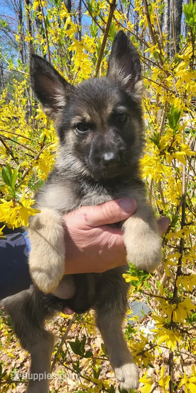 Annabelle  – German Shepherd Dog puppy for sale in Fredericksburg, VA