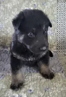 Female, a female German Shepherd Dog for sale in Fredericksburg, VA – Photo 1 of 2