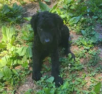 Male, a male Curly-Coated Retriever for sale in Fredericksburg, VA – 3 of 3