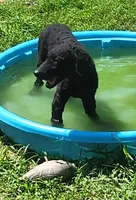 Female, a female Curly-Coated Retriever for sale in Fredericksburg, VA – 4 of 4