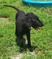 Female, a female Curly-Coated Retriever for sale in Fredericksburg, VA – 3 of 4