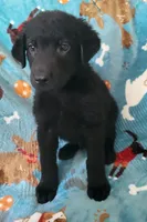 Male, a male German Shepherd Dog and Curly-Coated Retriever for sale in Fredericksburg, VA – 2 of 4