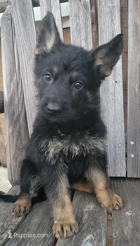 Male – German Shepherd Dog puppy for sale in Fredericksburg, VA