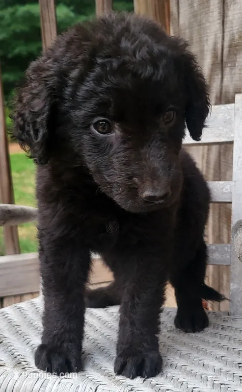 Female – German Shepherd Dog, Curly-Coated Retriever puppy for sale in Fredericksburg, VA