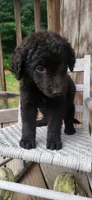 Female, a female German Shepherd Dog and Curly-Coated Retriever for sale in Fredericksburg, VA – 8 of 8