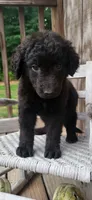 Female, a female German Shepherd Dog and Curly-Coated Retriever for sale in Fredericksburg, VA – 4 of 8