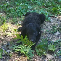 Male, a male Curly-Coated Retriever for sale in Fredericksburg, VA – 1 of 3