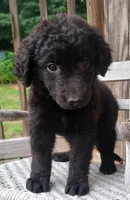 Female, a female German Shepherd Dog and Curly-Coated Retriever for sale in Fredericksburg, VA – 3 of 8