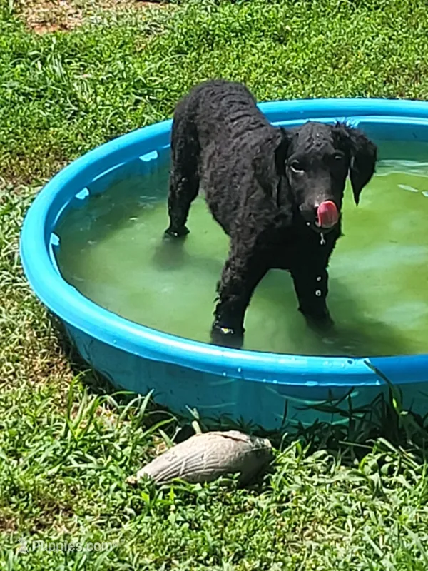Female – Curly-Coated Retriever puppy for sale in Fredericksburg, VA