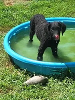 Female, a female Curly-Coated Retriever for sale in Fredericksburg, VA – 1 of 4