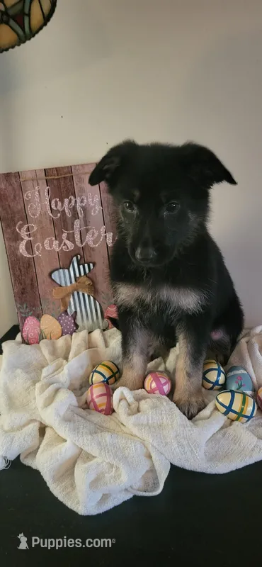 Female – German Shepherd Dog puppy for sale in Fredericksburg, VA