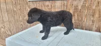 Female, a female German Shepherd Dog and Curly-Coated Retriever for sale in Fredericksburg, VA – 7 of 8