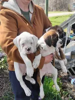 Puppy one, a female Boxer for sale in Dawson, PA – Photo 3 of 4